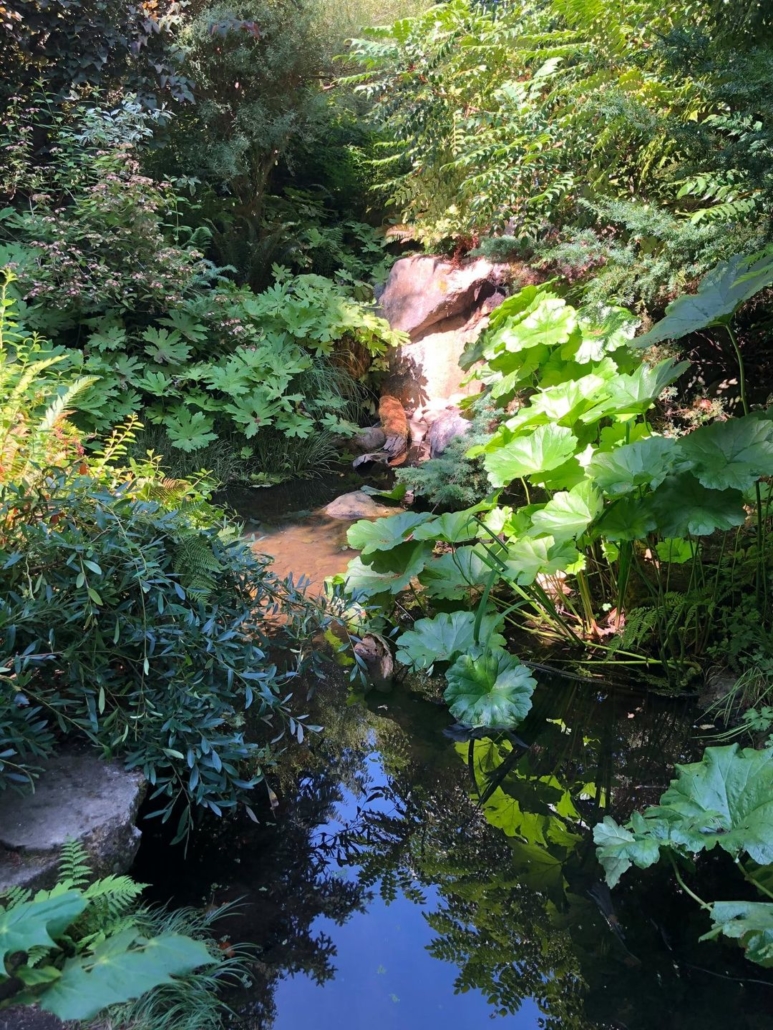 small stream bordered by lush greenery and dappled sunlight