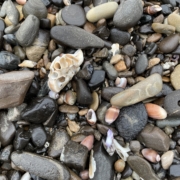 close up image of rocks and shells jumbled together on the beach